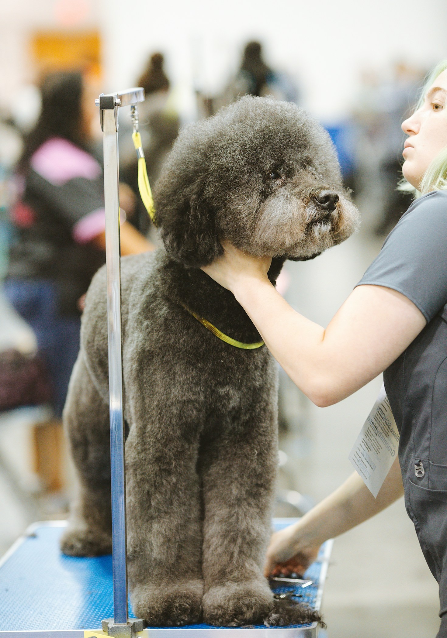 Guida completa alla cura del pelo del cane Guida completa alla cura del pelo del cane
