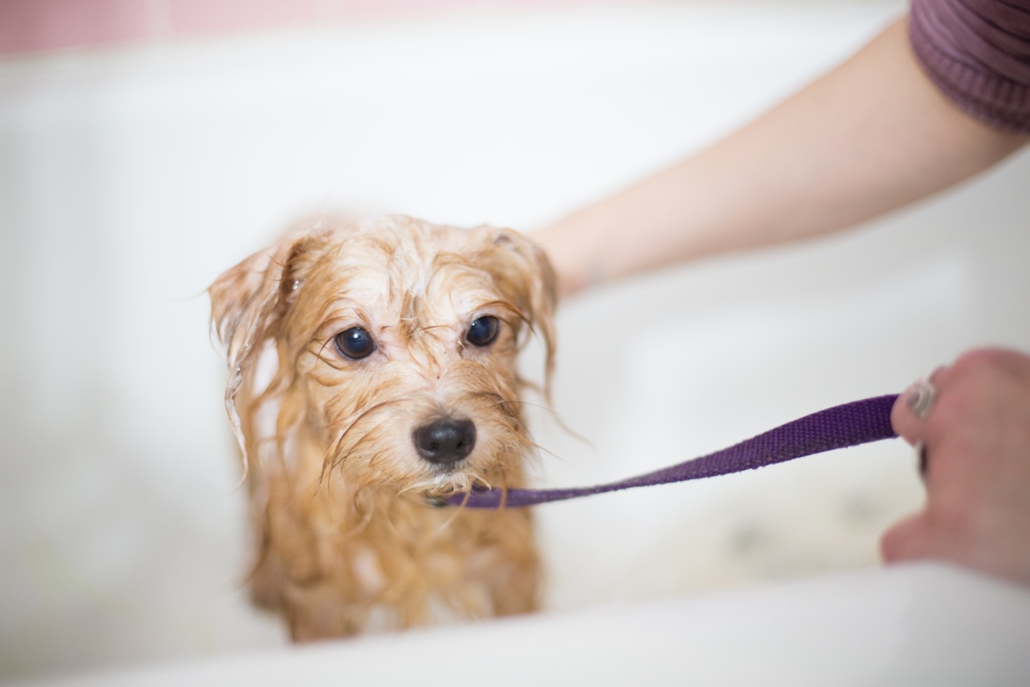 Le razze di cani più adatte alla vita in appartamento Le razze di cani più adatte alla vita in appartamento