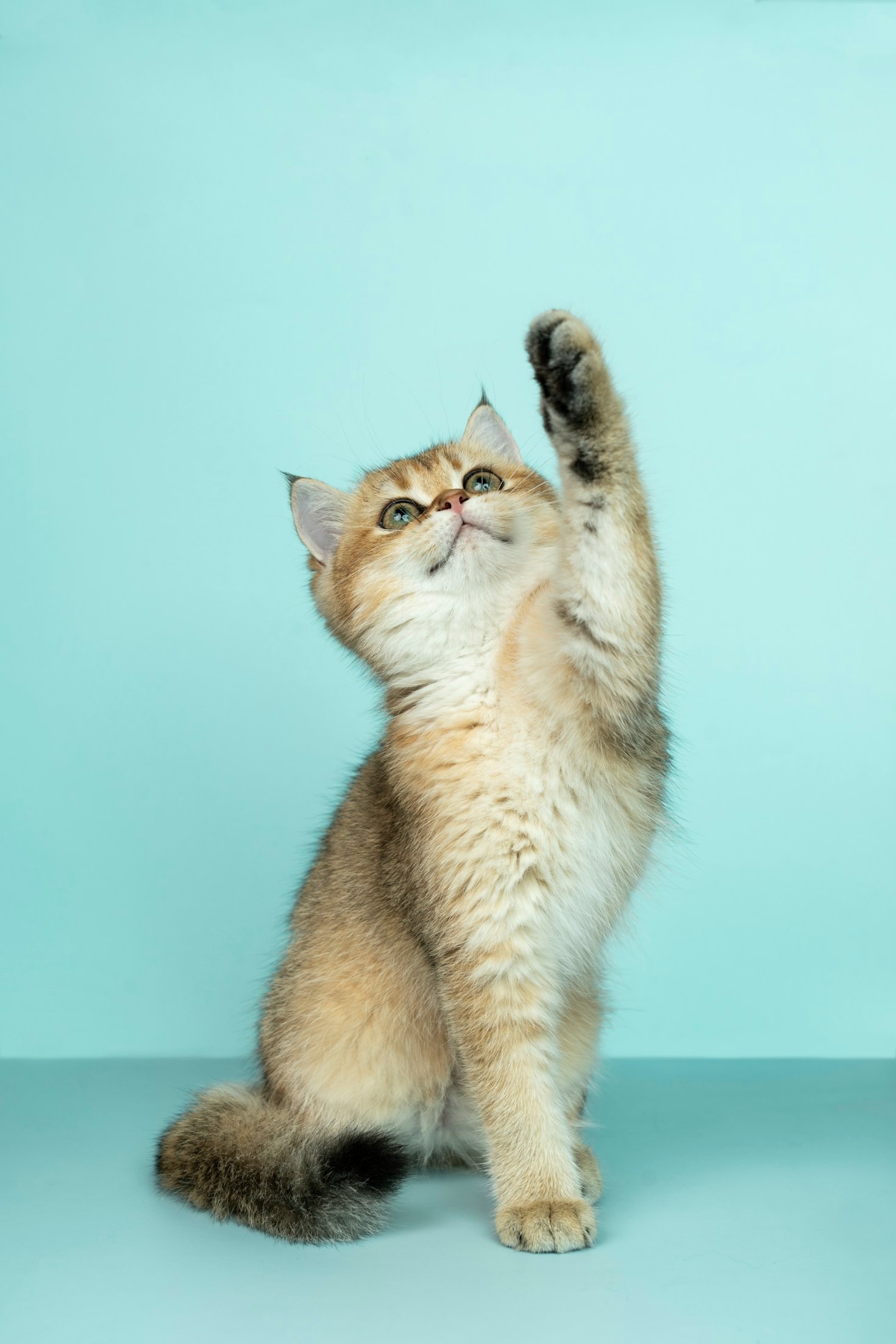 Preparare il tuo cucciolo per una vita felice e sana Preparare il tuo cucciolo per una vita felice e sana